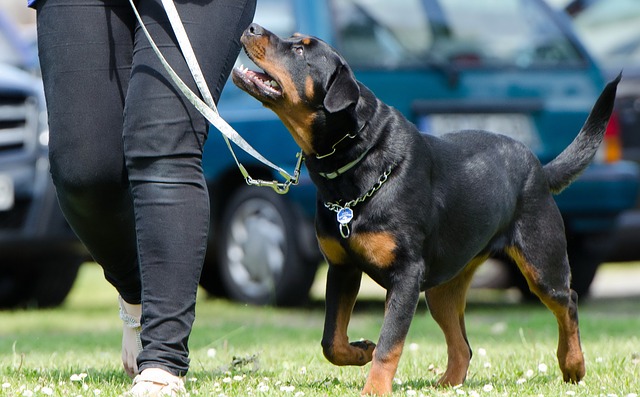 come addestrare il cane