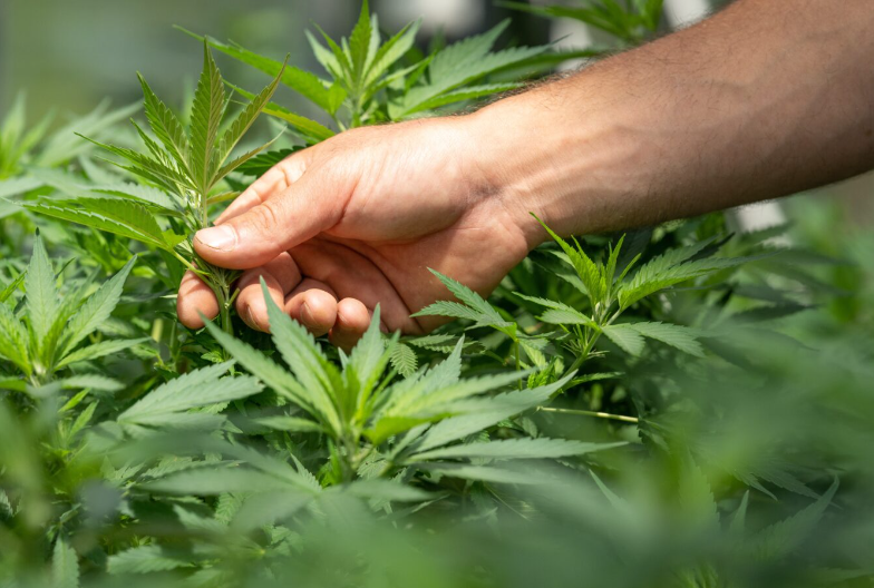 I particolari del decreto anti-CBD in Italia e la decisione del TAR del Lazio