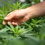 I particolari del decreto anti-CBD in Italia e la decisione del TAR del Lazio