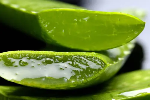 Aloe vera: ottima alleata per dimagrire e depurare l’organismo