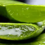 Aloe vera: ottima alleata per dimagrire e depurare l’organismo