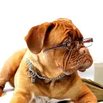 Come educare e addestrare il proprio cane