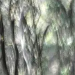 Beba Stoppani torna in Italia con “Il bosco di San Francesco”