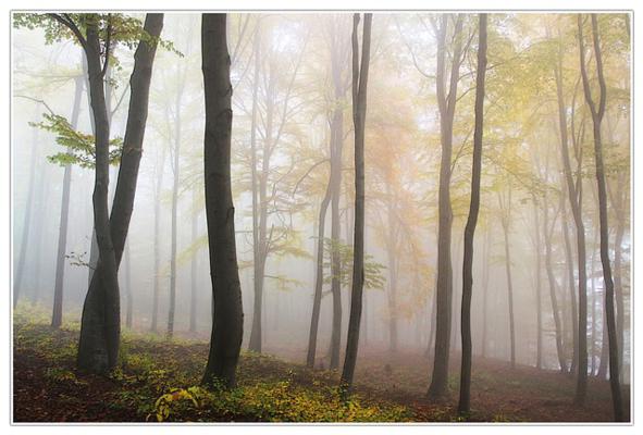 nebbia autunno